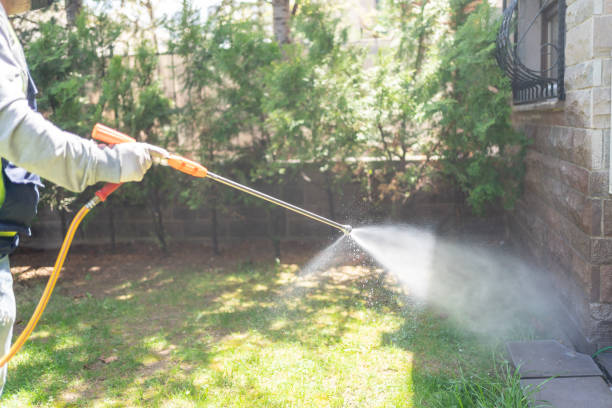 Wasp Removal Services